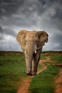 Elephants walking