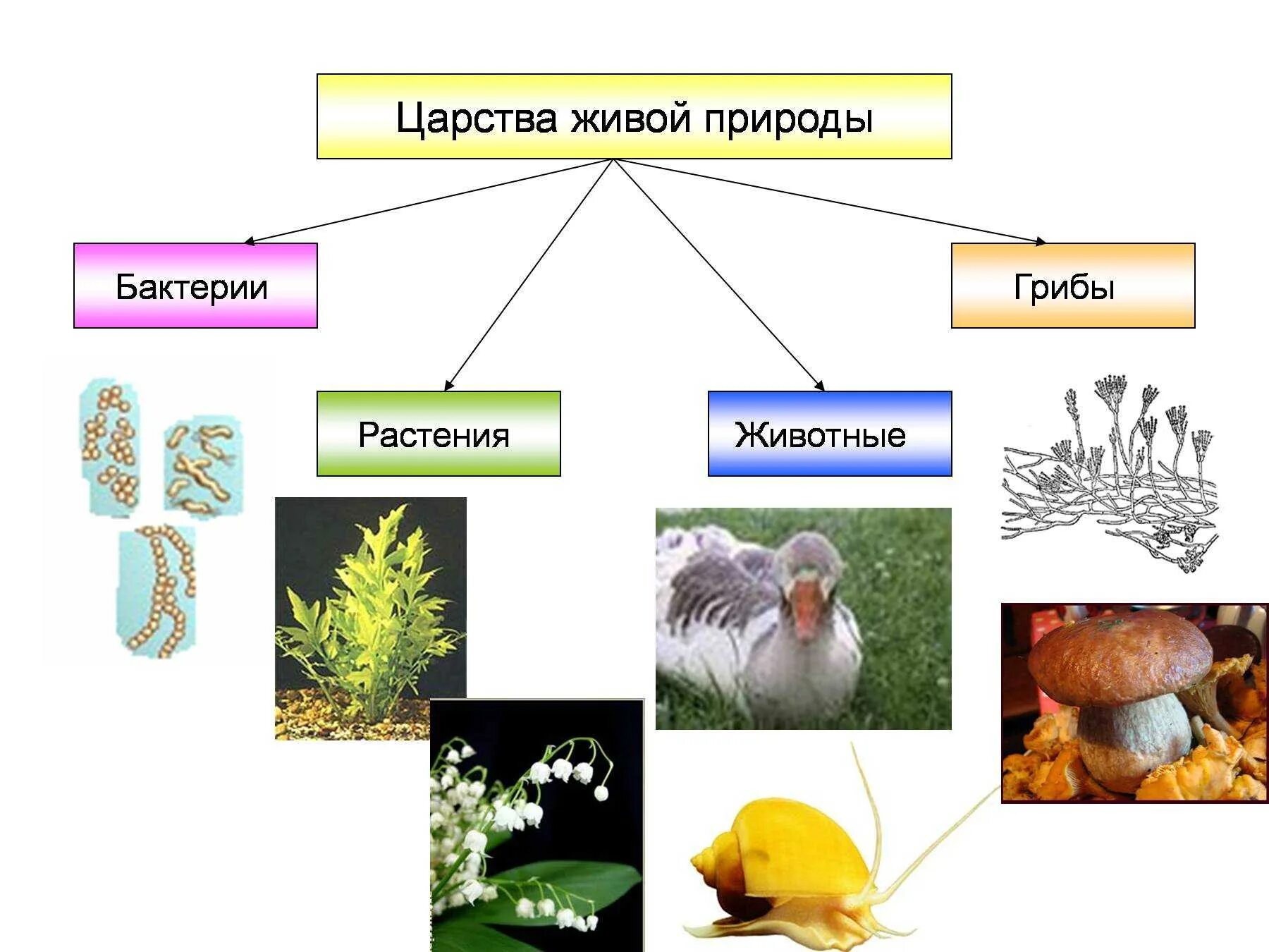 Царства природы растения животные грибы бактерии