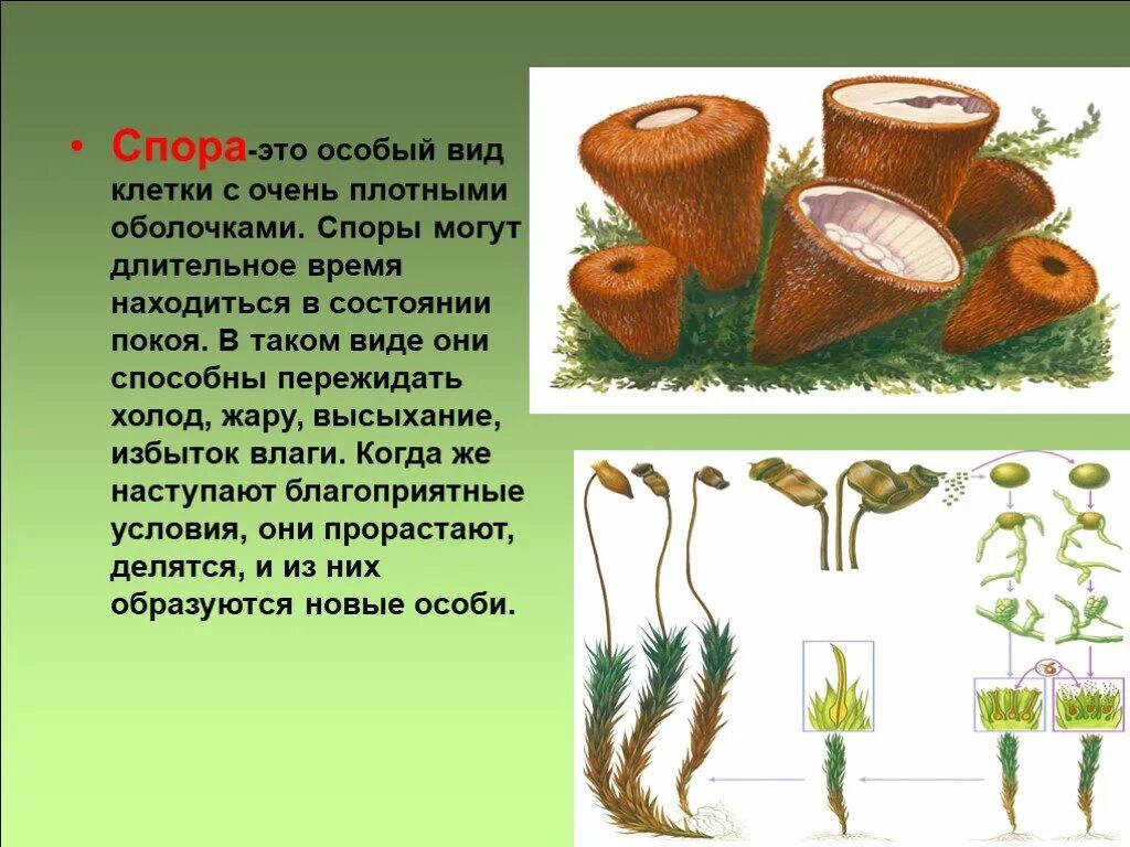 Что такое споры в биологии 5 класс. Спора это в биологии. Поры это в биологии. Споры определение биология. Формы спор растений