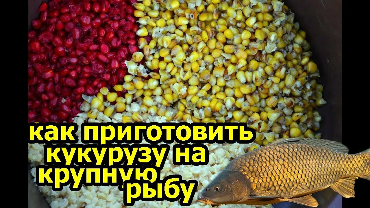 Приготовить кукурузу на карпа. Кукуруза для рыбалки. кукуруза на карпа. сладкая кукуруза для рыбалки. ферментированная кукуруза для рыбалки приготовление.