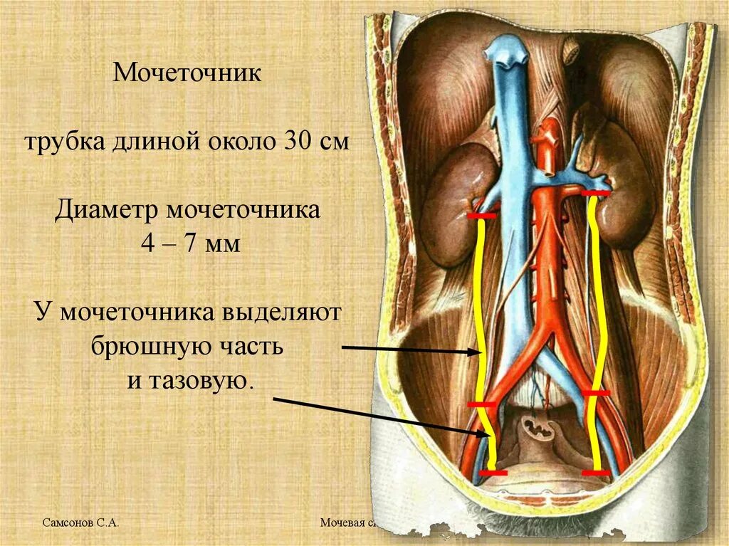Название мочеточника. Анатомические сужения мочеточника. Сужения мочеточника топографическая анатомия. Топография мочеточника анатомия. Синтопия мочеточника.