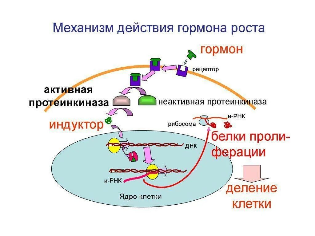 Соматотропин низкий. Механизм действия гормона соматотропина. Механизм действия соматотропного гормона схема. Соматотропный гормон механизм действия биохимия. Соматотропный гормон Синтез схема.