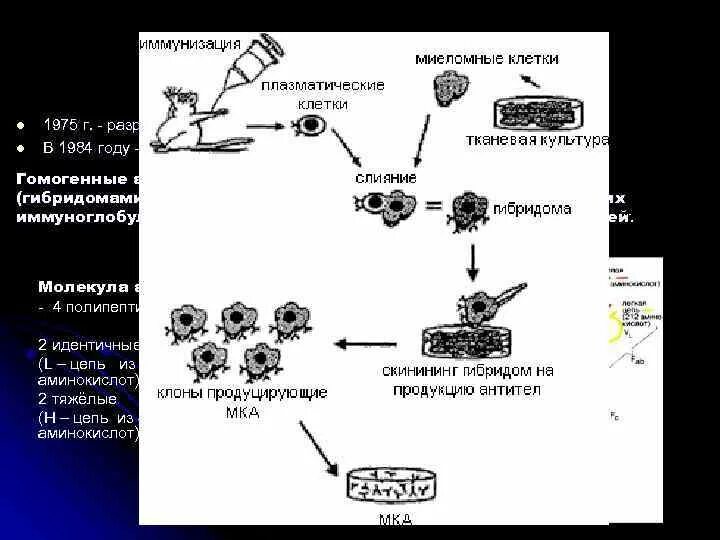 Технологическая схема производства моноклональных антител. Схема получения препаратов моноклональных антител. Принципиальная схема получения моноклональных антител. Гибридомы и моноклональные антитела. Получение гибридов на основе соединения клеток