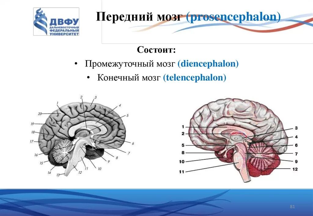 Telencephalon строение. Конечный мозг промежуточный мозг. Функциональная анатомия конечного мозга. Передний конечный мозг.