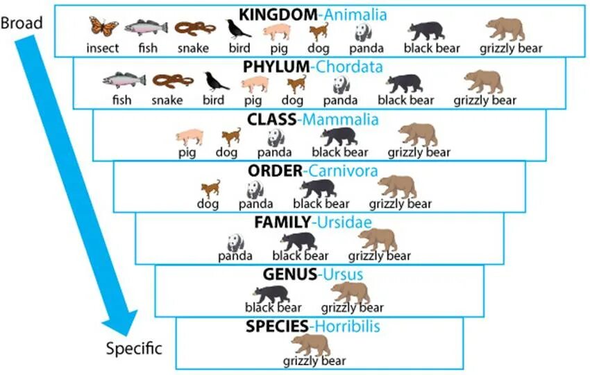 Animal categories. Царство животные animalia. taxonomy. animal taxonomy. animalia таксон.