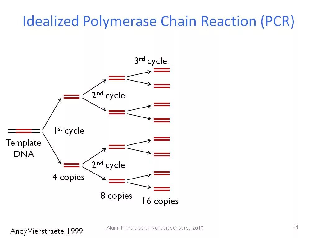 Источник https chemer ru services reactions chains. PCR Chain Reaction. PCR Reaction. Polymerase Chain Reaction Reaction. Polymerase Chain Reaction (PCR).