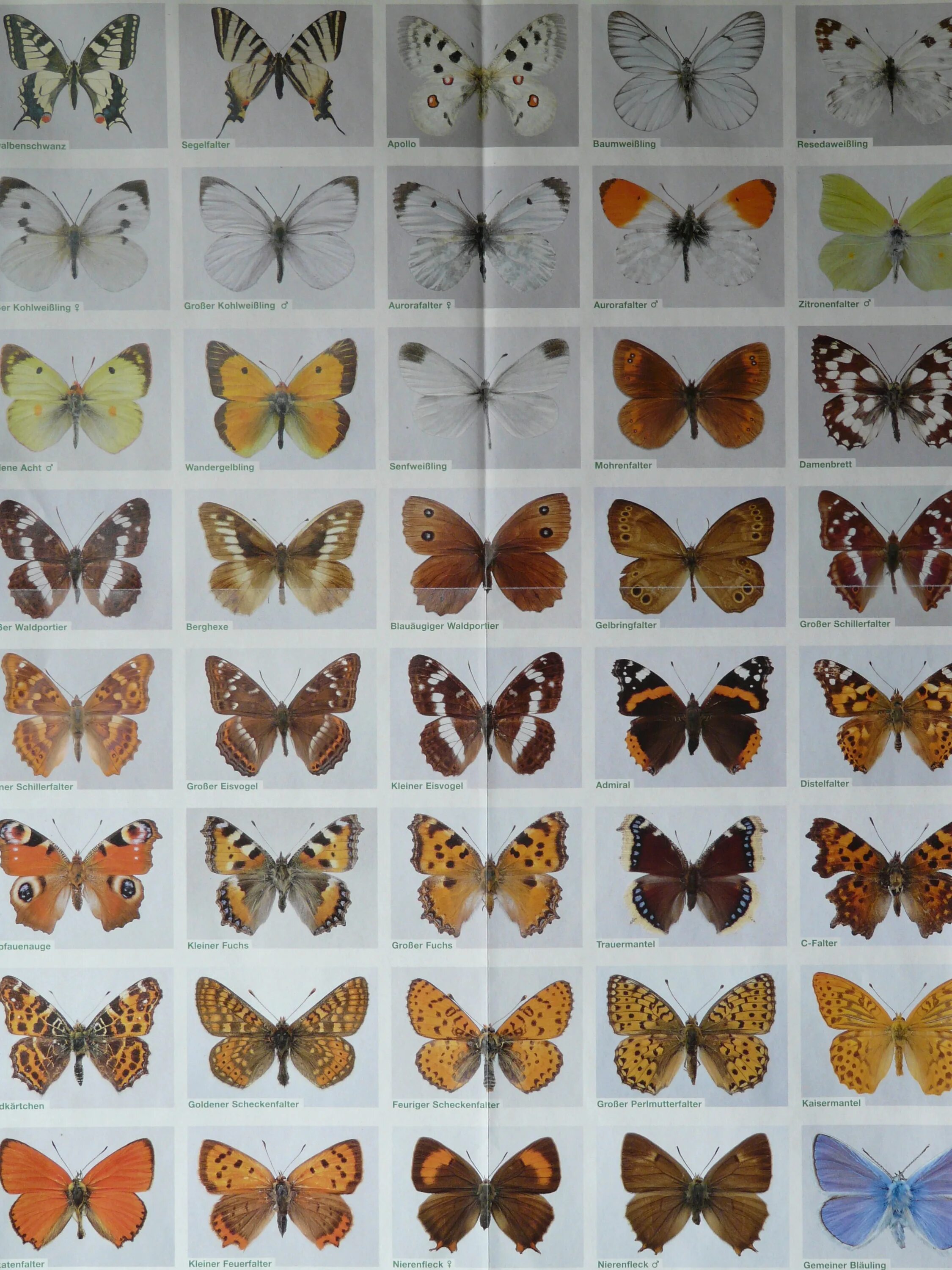 Какие имена бабочек. Название бабочек. Разные виды бабочек. Виды бабочек с названиями.