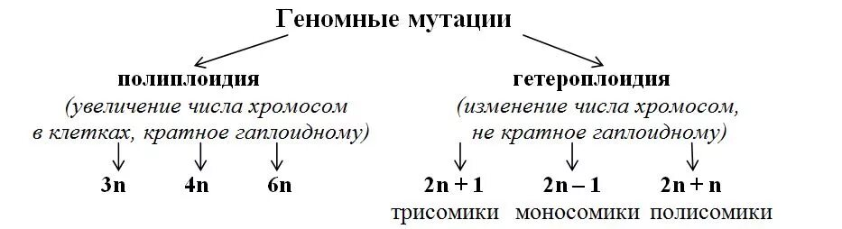Мутация при которой неоднократно изменяется число хромосом. Мутация при которой неоднократно изменяется число хромосом