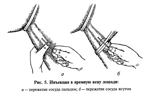 Внутривенно корове
