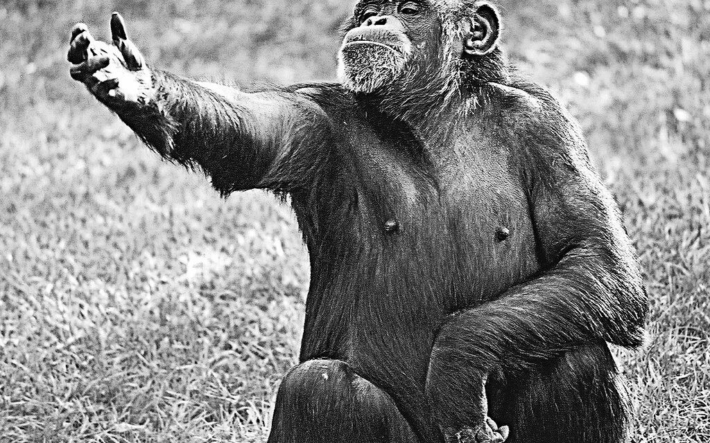 A chimp can перевод