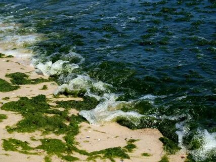 Водоросли азовского моря