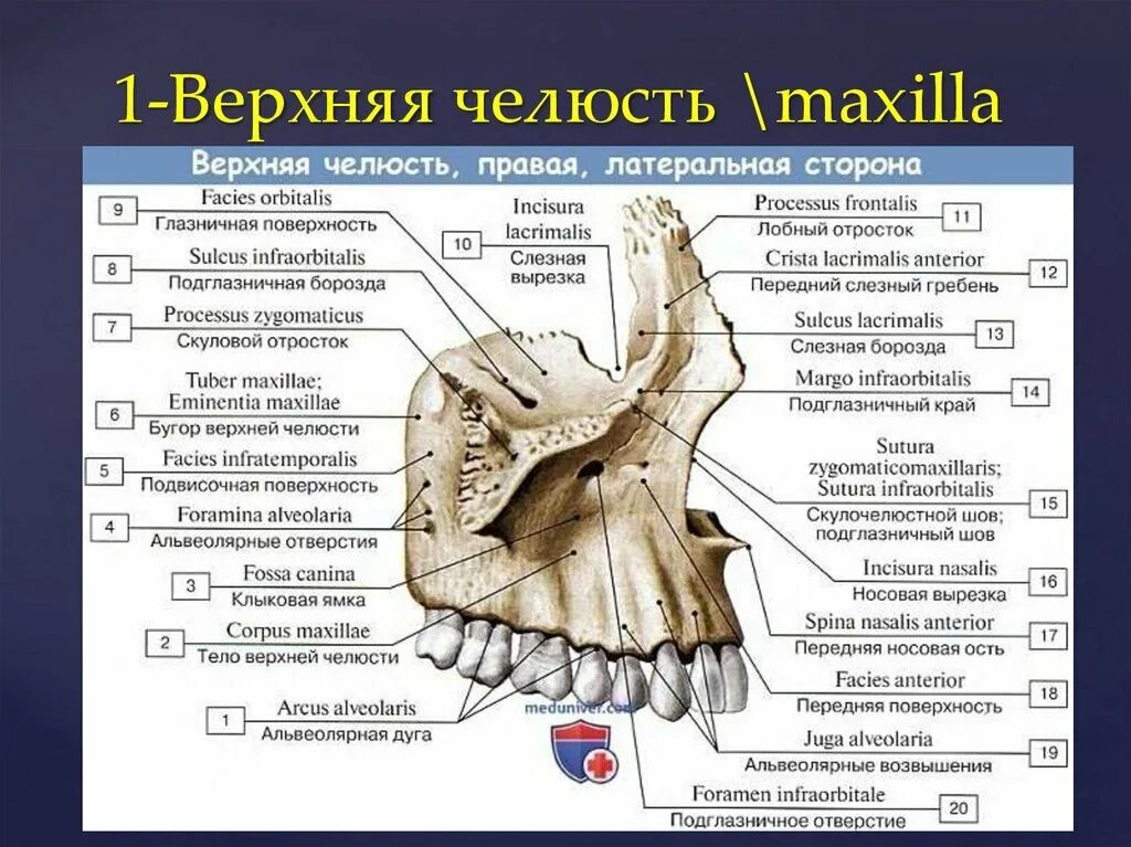 Как называется верхняя челюсть. Клыковая ямка верхней челюсти. верхняя челюсть анатомия на латыни. строение верхней челюсти медунивер. бугор верхней челюсти анатомия.