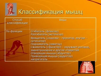 Классификация строения мышц