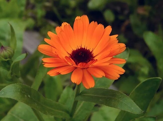 Календула пинк сюрпрайз. Calendula officinalis. Календула. Ноготки цветы похожие на ноготки. Цветок ноготок 9.