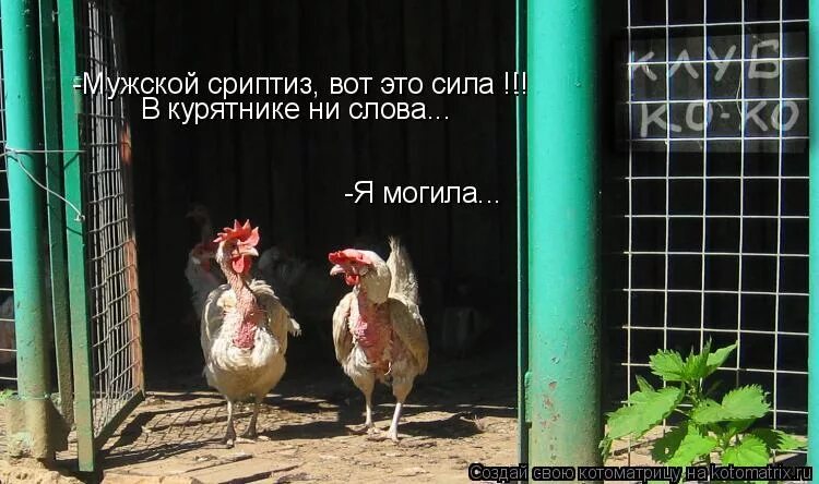 петушок и курочка. утро в курятнике. домашние животные в деревне. курятник юмор. куры в курятнике.