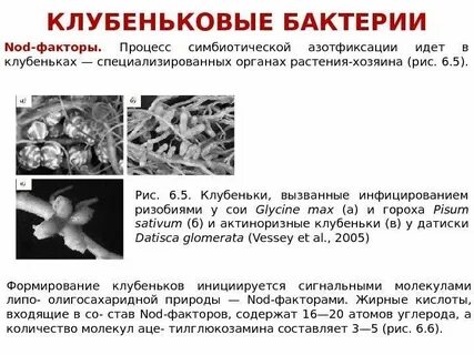 Значение клубеньковых бактерий