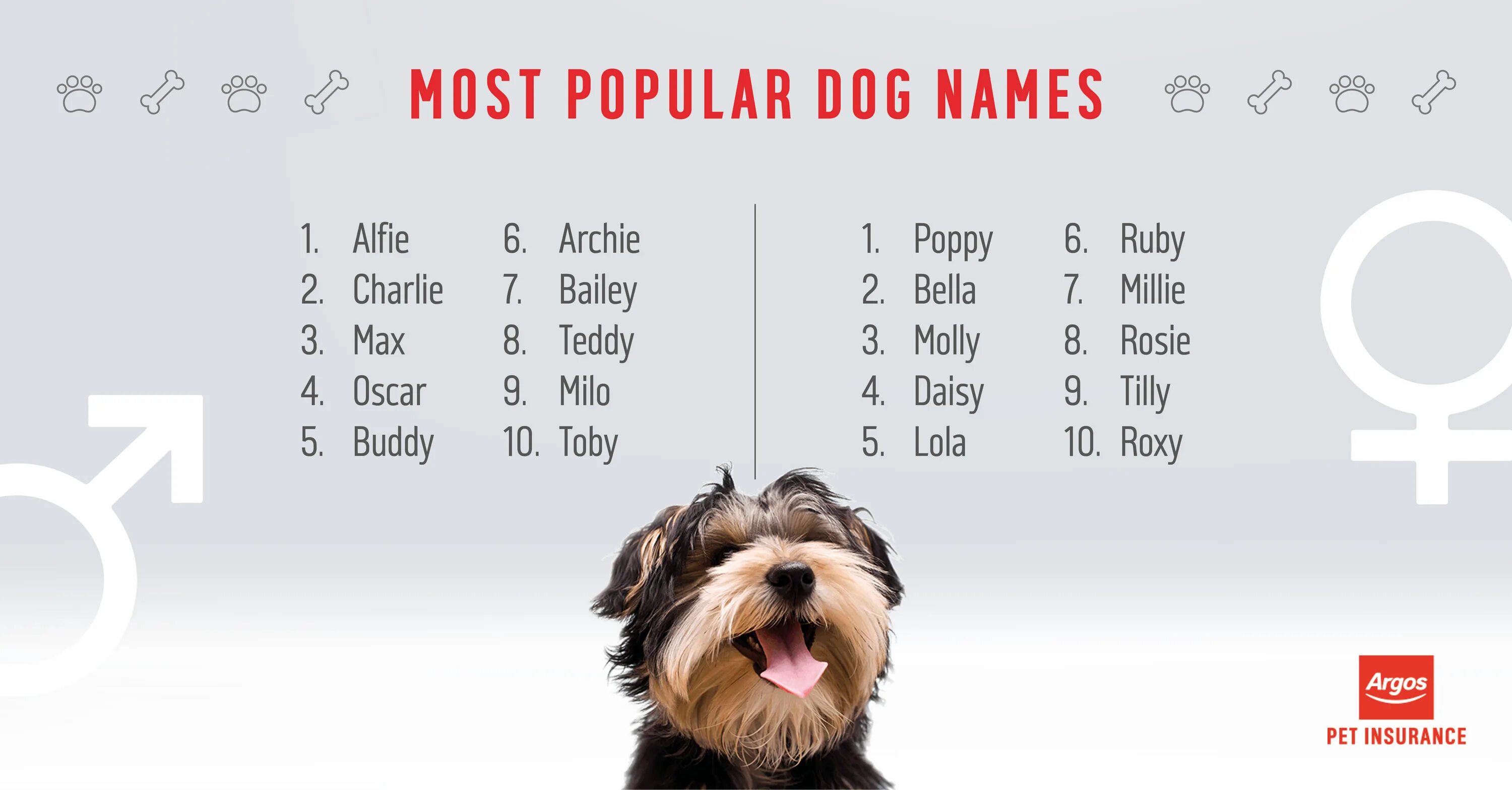 Dogs s names are. Имена для собак. Красивые имена для собак. Имена для собак мальчиков. Популярные собачьи имена.