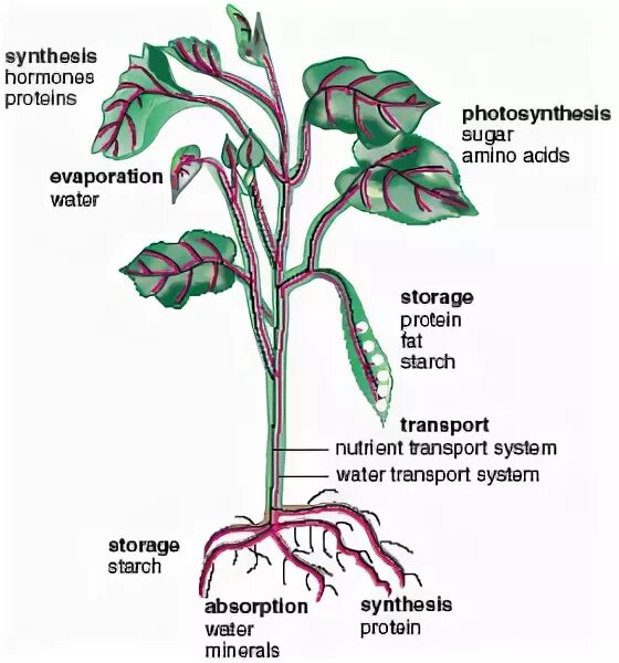 Plant components. Transport in plants. transport system in plant. transportation in plants. substance transport in plants.