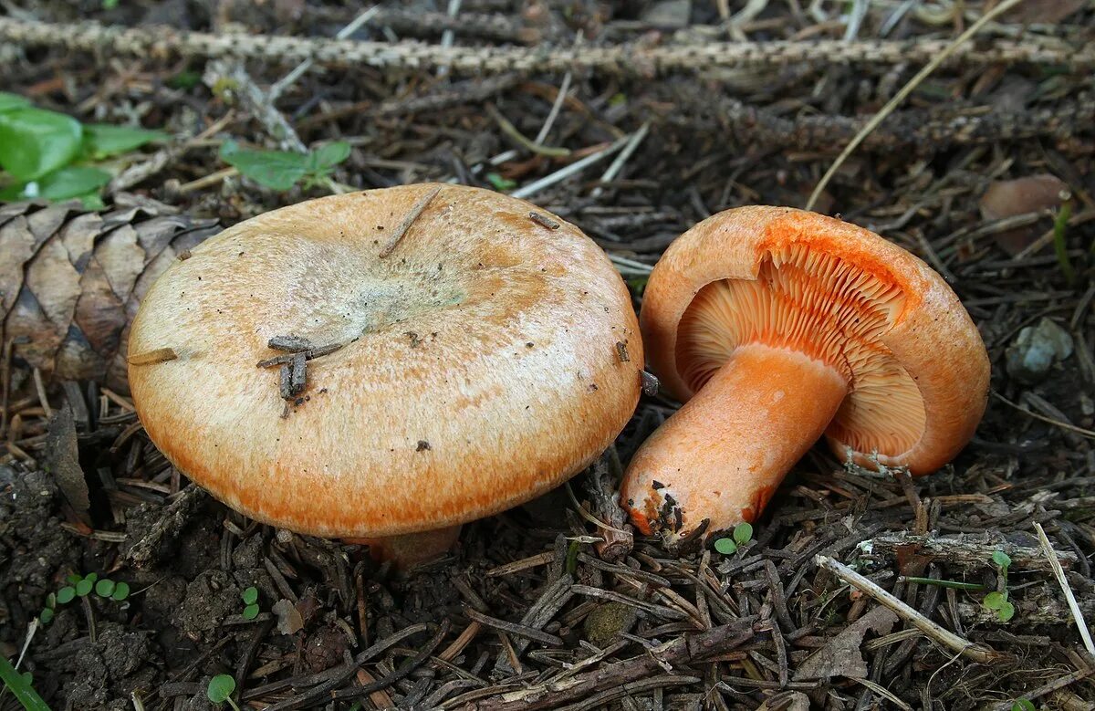 Есть гриб рыжик. Млечник Рыжик гриб. Рыжик и еловик. Гриб Рыжик еловый. Lactarius salmonicolor.
