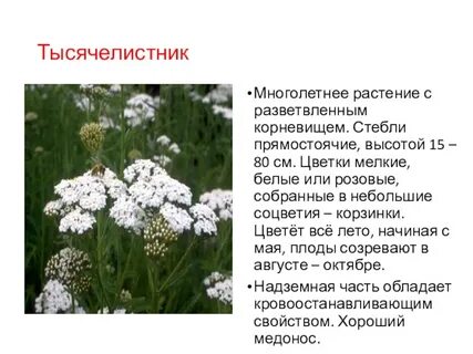 Тысячелистник магические свойства