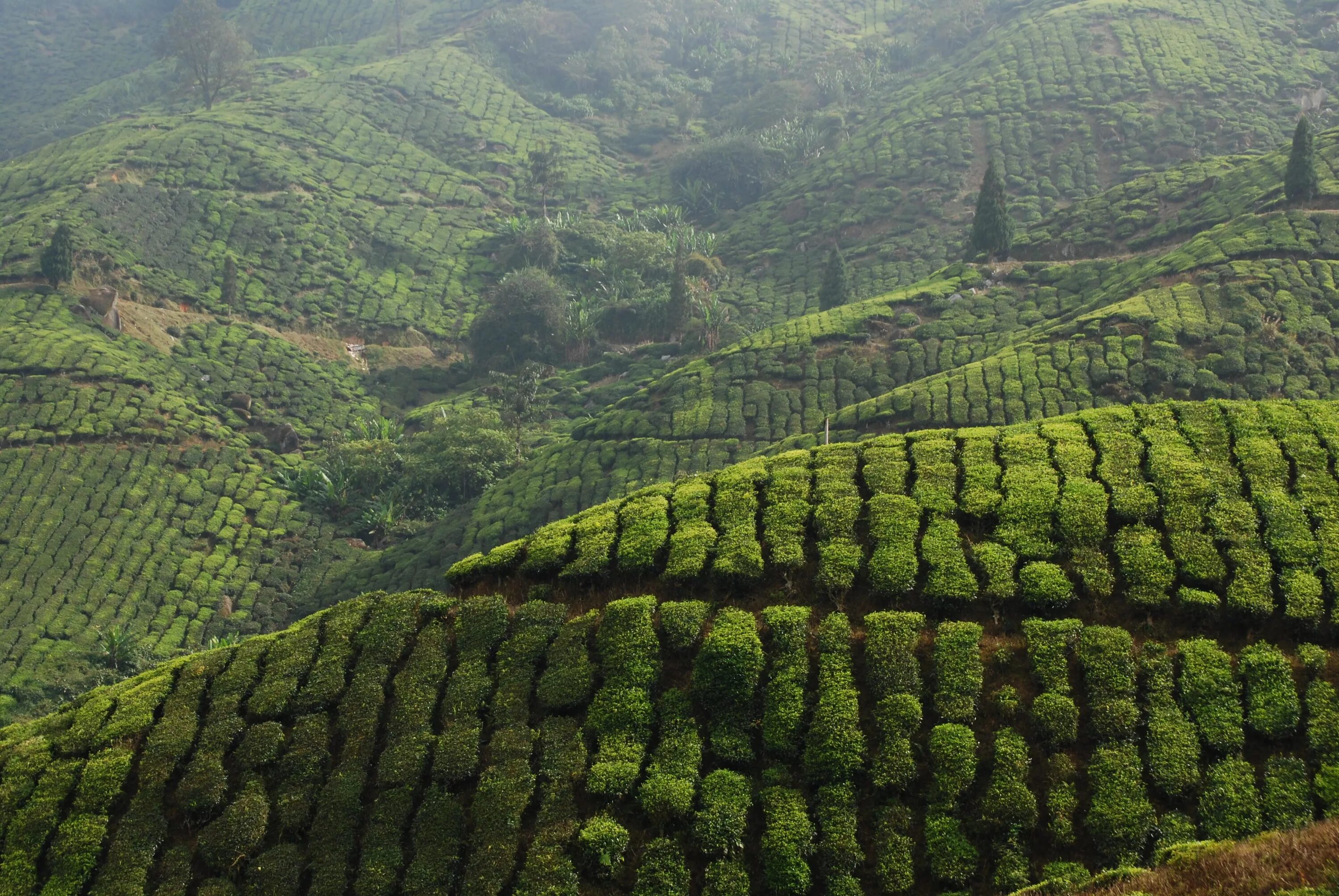 Остров плантация. Цейлон плантации. Кокосовые плантации Шри Ланка. Шри Ланка чайная плантация чайная фабрика. Цейлон остров плантации чайные колонии.