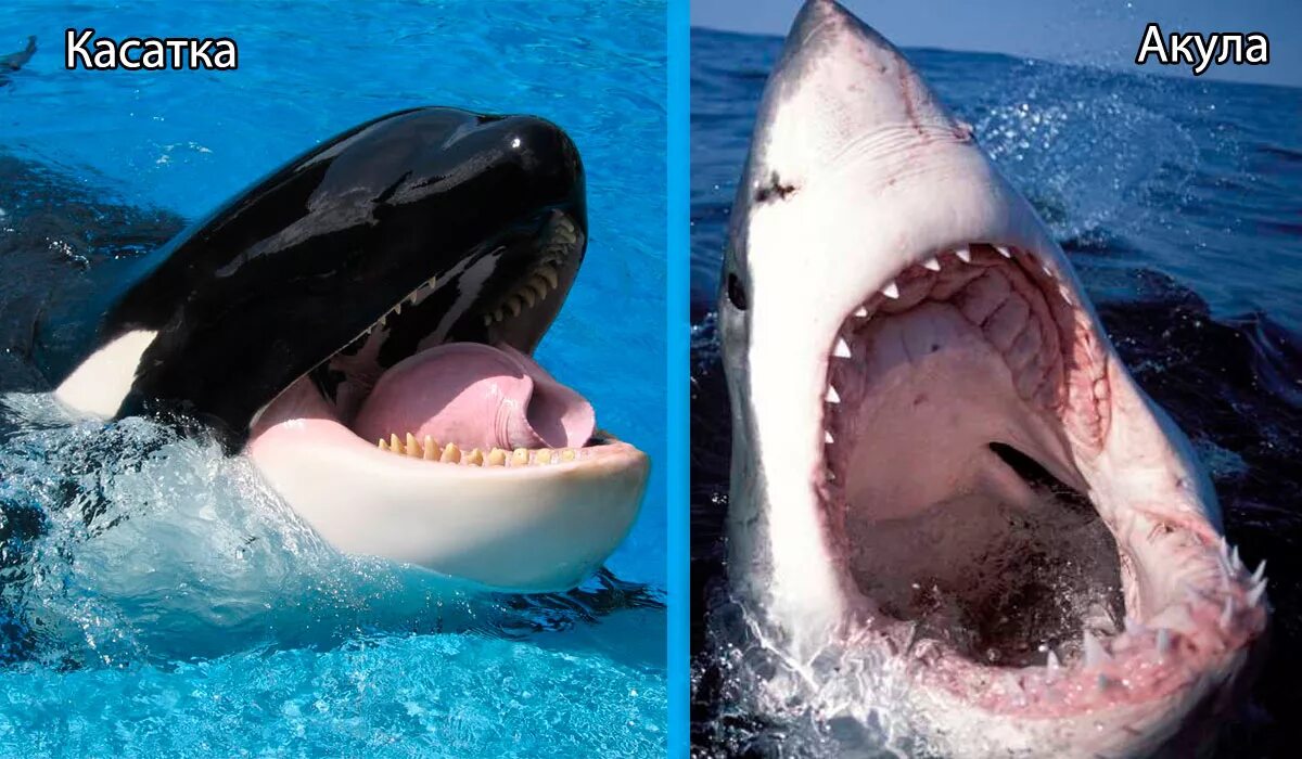 Включи акулы едят. Касатка Дельфин акула. Касатка это кит или Дельфин. Акулы и касатки киты.