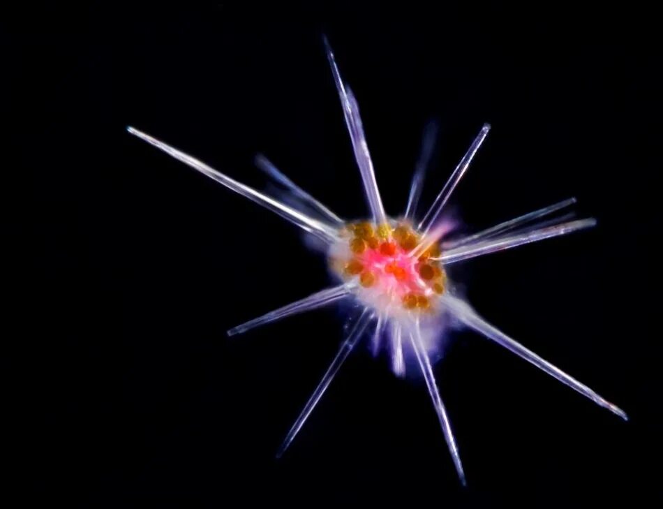 Лучевики планктон. Мариниум зоопланктон. Радиолярии морские планктонные. Диатомовый планктон.