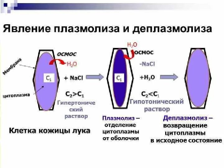 Явление плазмолиз. Клетка плазмолиза и деплазмолиза. Плазмолиза и деплазмолиза в растительных клетках.