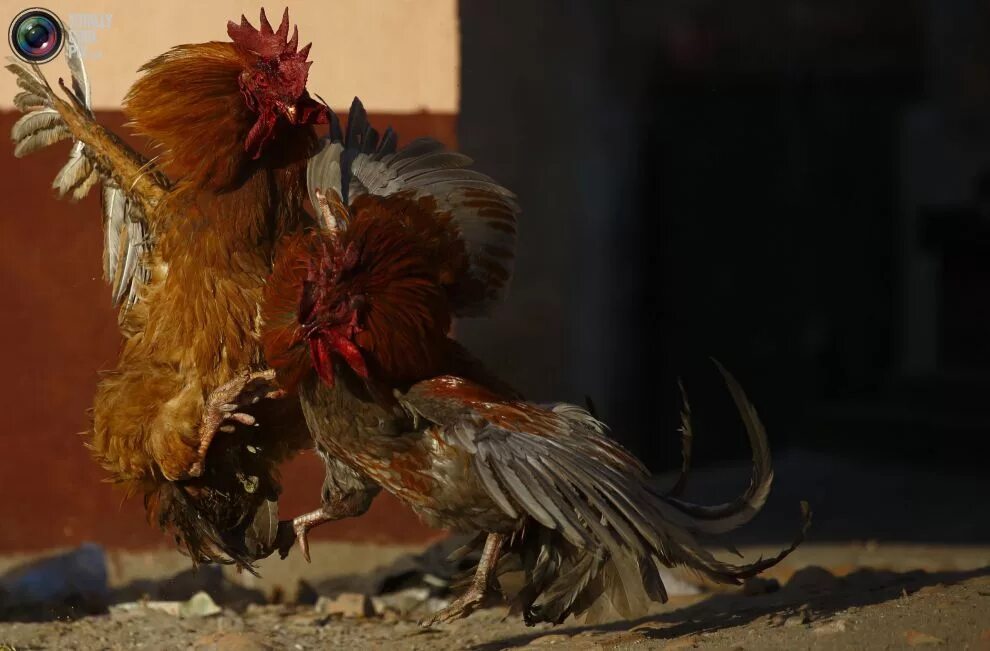 Собака и куры. Петух драчун. Петух нападает. Боевой петух. Петух нападает.