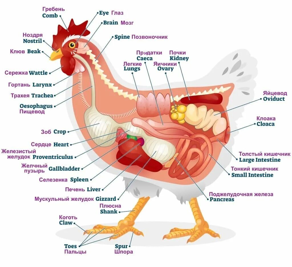 Секрет копчиковой железы птиц. Строение курицы внутренние органы. Внутреннее строение курицы. Пищеварительная система курицы схема. Анатомия курицы несушки.