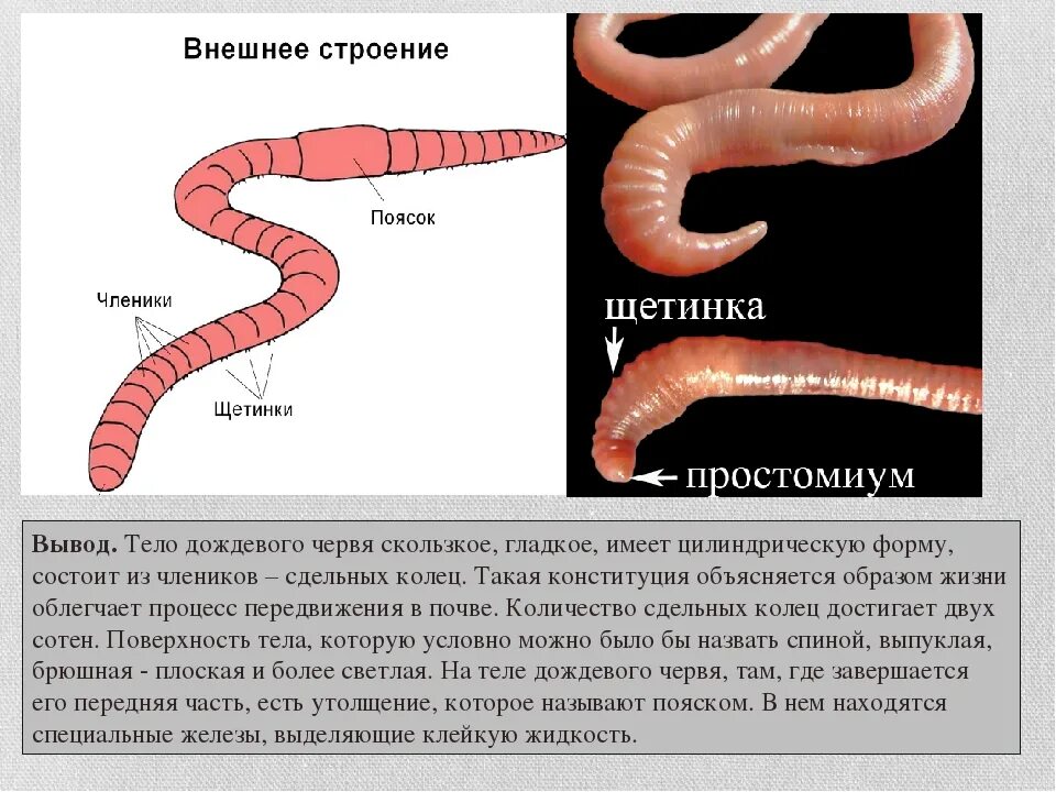 Замечательная особенность этого червя состоит. Внешнее строение червя. Сегментированность туловища дождевого червя. Внешнее строение дождевого червяка. Окраска тела дождевого червя.