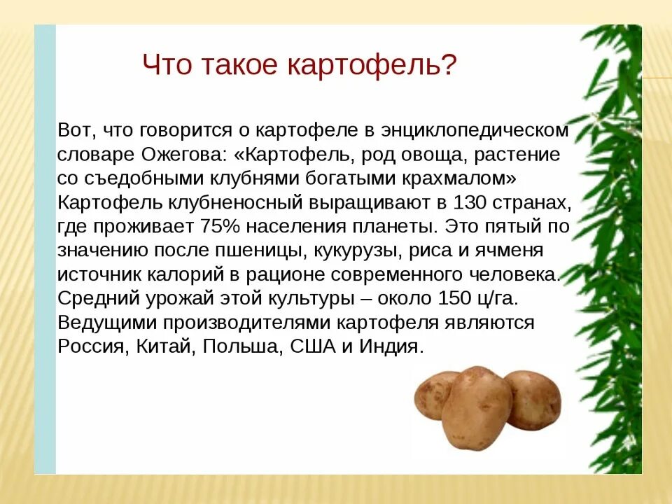 Включи про картошку. Сообщение о картошке. Сообщение о картофеле. Доклад о картошке. Картофель доклад.