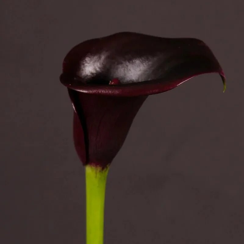 Калла zantedeschia cantor. Калла новосибирск. Калла новосибирск. Калла пурпл сенсейшен. Цветы белые каллы.