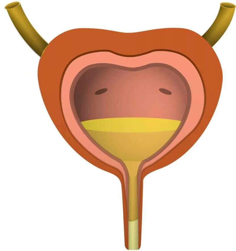 Расслабленный мочевой пузырь. Внутренние органы человека мочевой пузырь. Рисунок мочевого пузыря человека. Зарисовать мочевой пузырь.