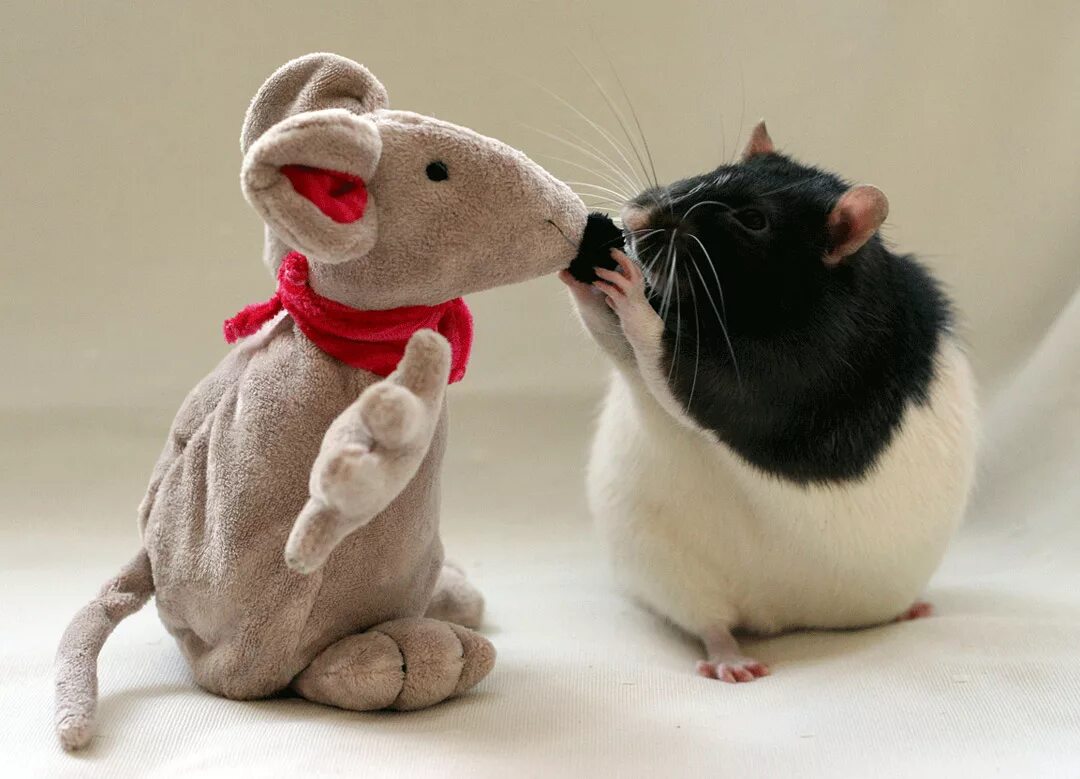 Хочу крыс. Хочу крыс. Крысы домашние питомцы. Хочу крысу. Крыски ириски.