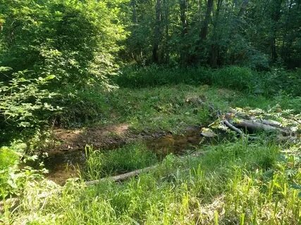 Видели в лесу родник с оранжевыми
