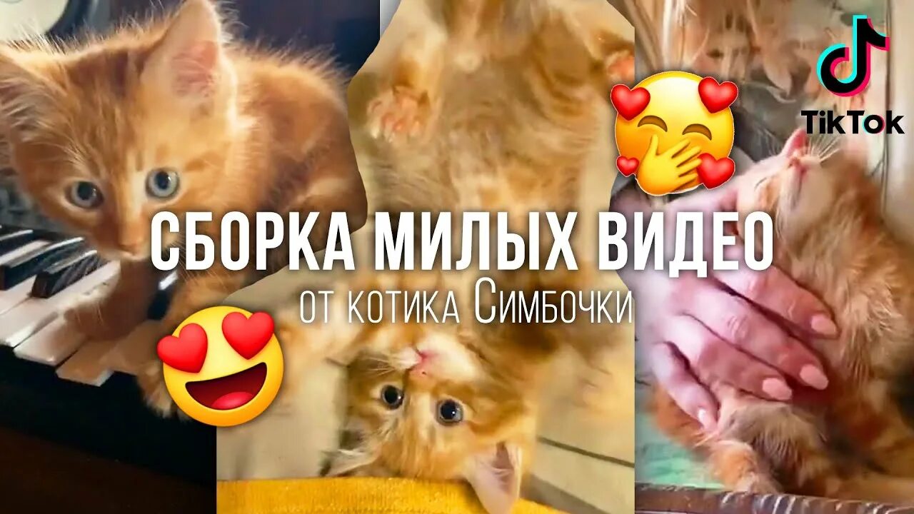 Включи кот симбочка. Симбочка пимбочка. Симба старший кот из тик тока. Симба кот фото из тик тока. Cимбoчкa пимпoчкa.