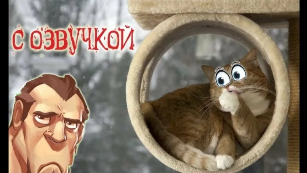 Включи приколы с озвучкой. Кот Мурзик с озвучкой. Коты с озвучкой. Доми шоу кот Мурзик. Коты приколы с озвучкой.