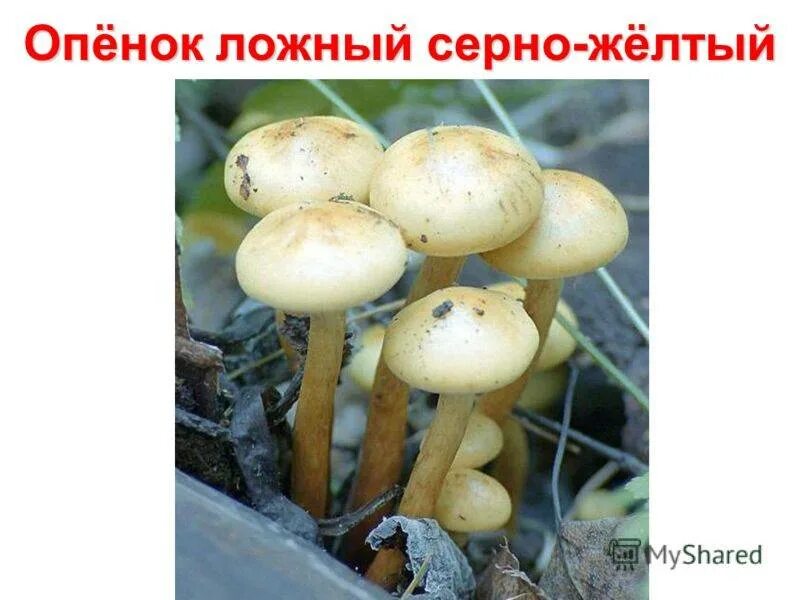 Как отличить опята от ложных опят. Ложные опята ядовитые. опасный двойник гриба опенок осенний. опенок осенний и ложный опенок отличия. опята и ложные опята.