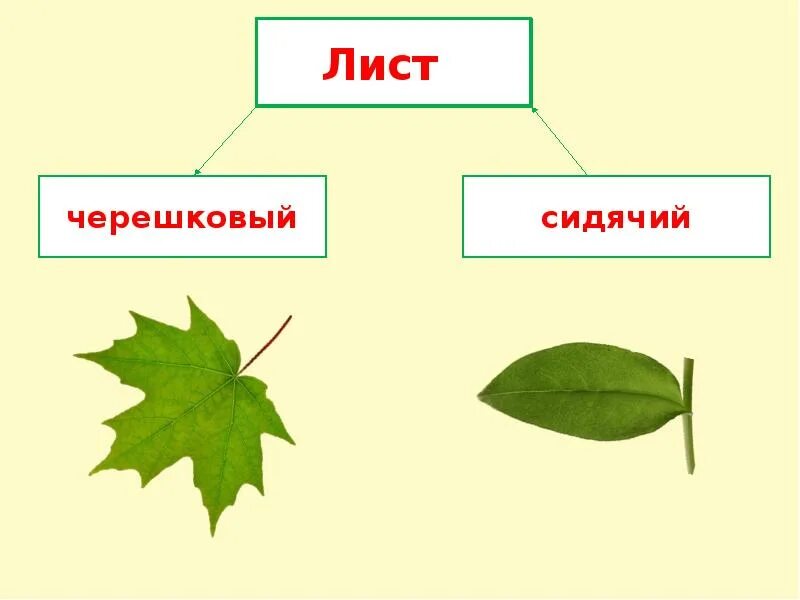 Тема листьев. Тема листьев