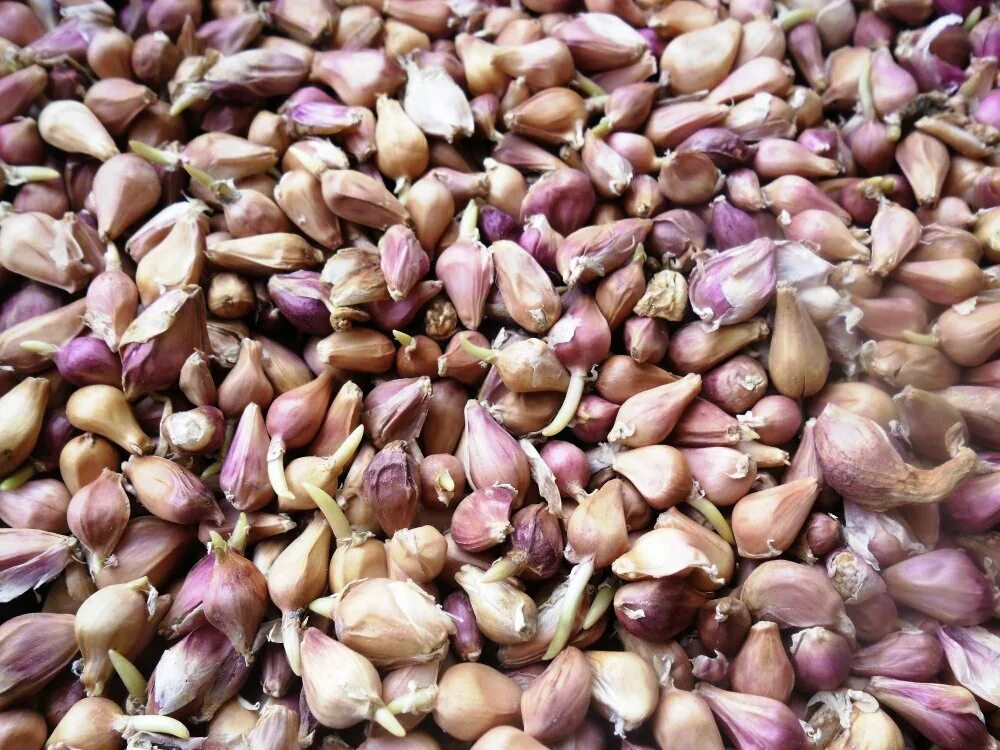 Семена чеснока озимого. Семенной чеснок. Чеснок семена пакетик. Чеснок из бульбочек. Самые мелкие семена.