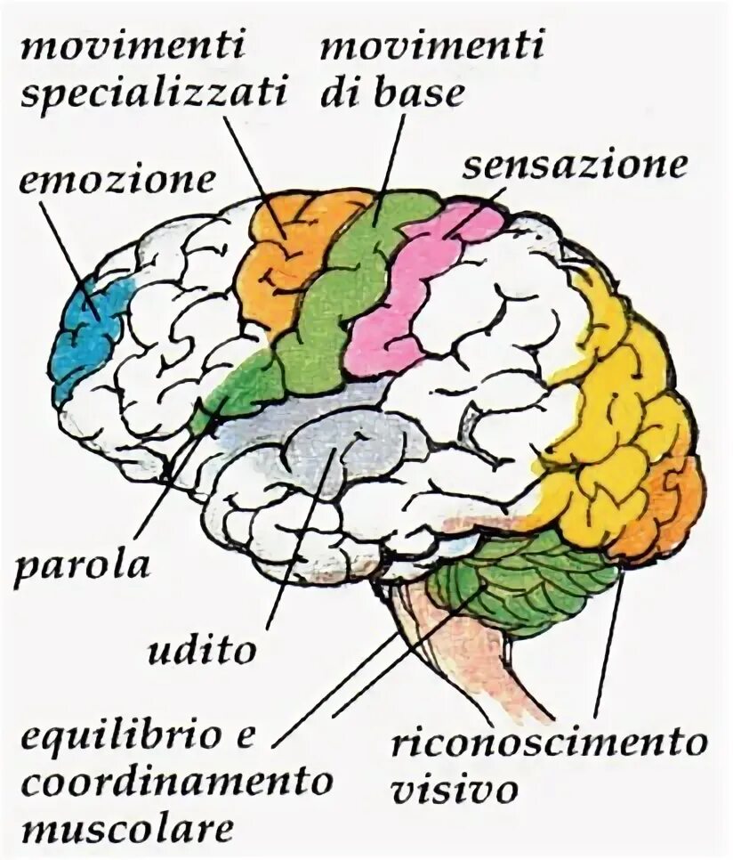 Che cosa e. Cervello инструкция. МC. Cerebralis цикл. Місце локалізації c. cerebralis.