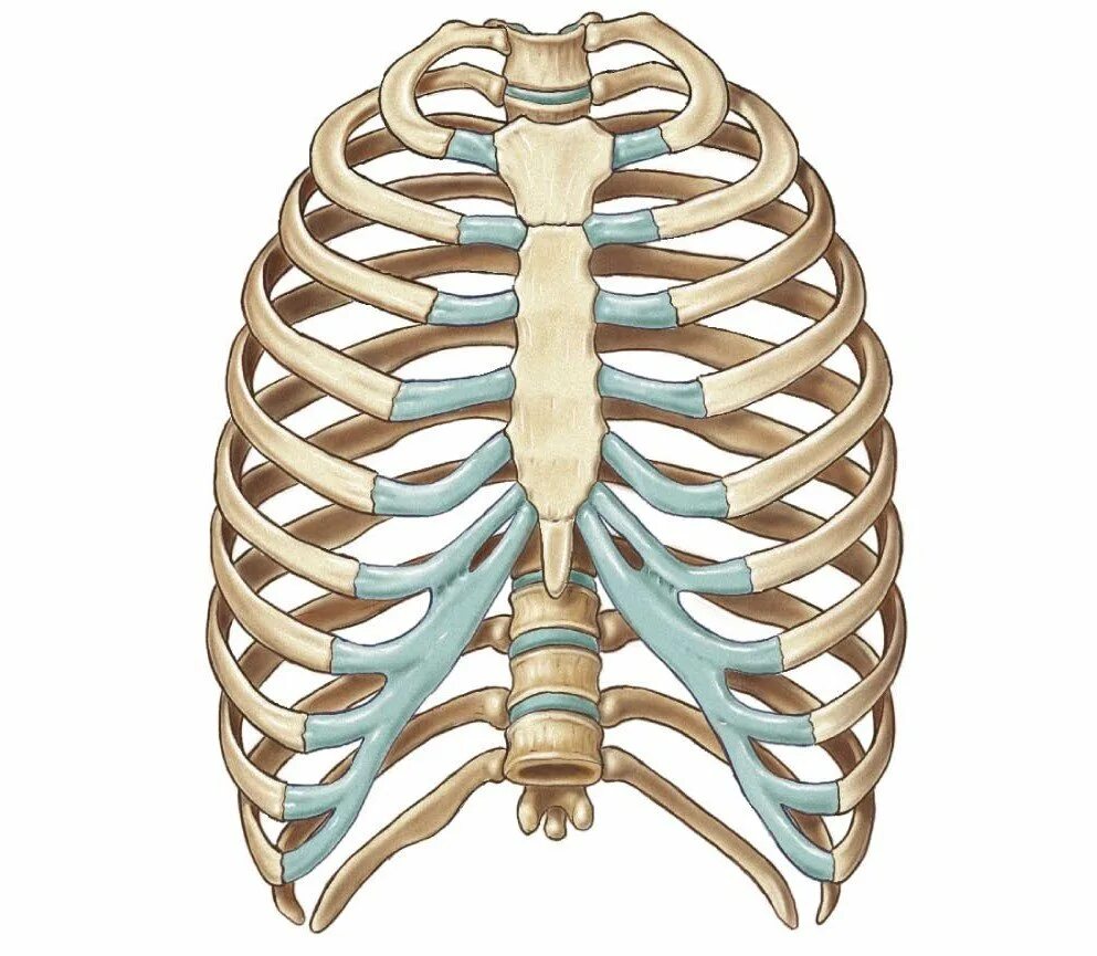 Соединение между ребрами. Скелет грудной клетки. Ребра и Грудина анатомия. Скелет грудной клетки человека. Анатомия ребер грудной клетки.