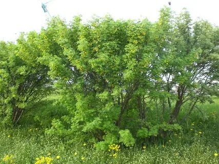 За кустами акаций белел флигель и звуки