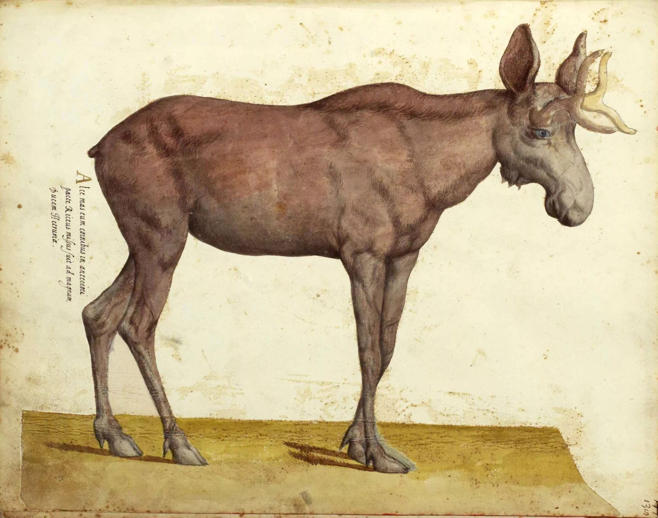 Улиссе Альдрованди 1522-1605. Джон животное. Vlyfsis Aldrouandi. Animal johns