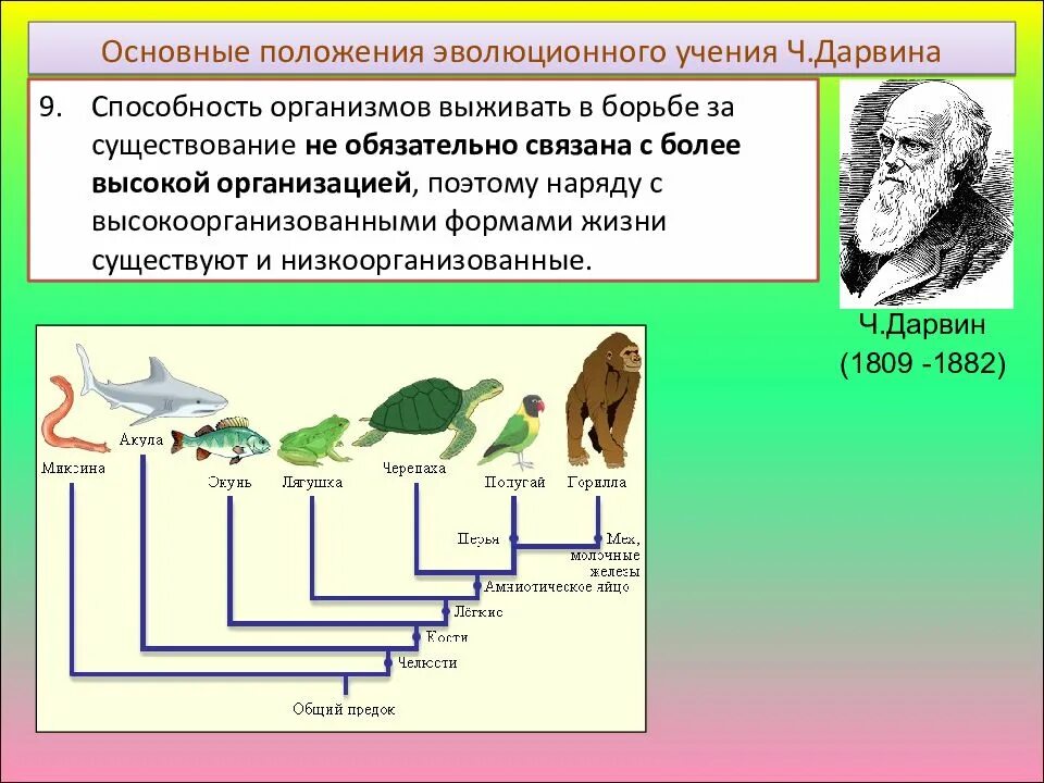 Эволюцию раскрыл