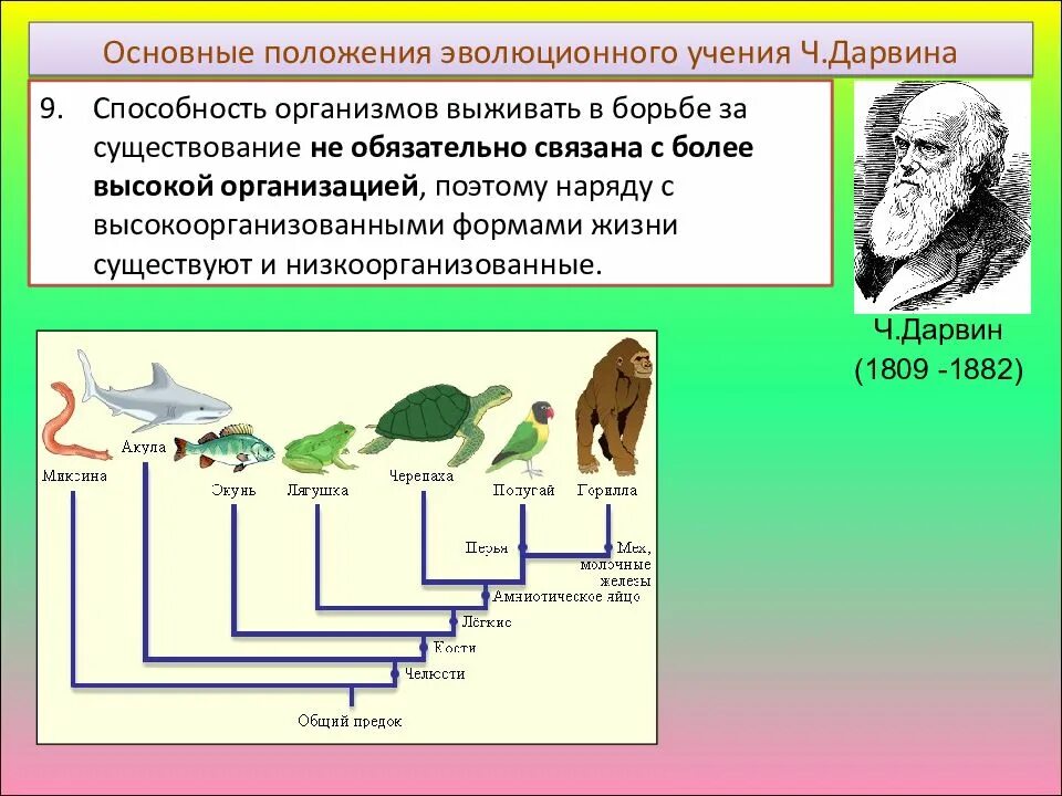 Жизни путем эволюции. Основные положения эволюционного учения Чарльза Дарвина. Эволюционная теория Дарвина схема. Чарльз Дарвин Эволюция живых организмов. Эволюция Чарльза Дарвина схема.