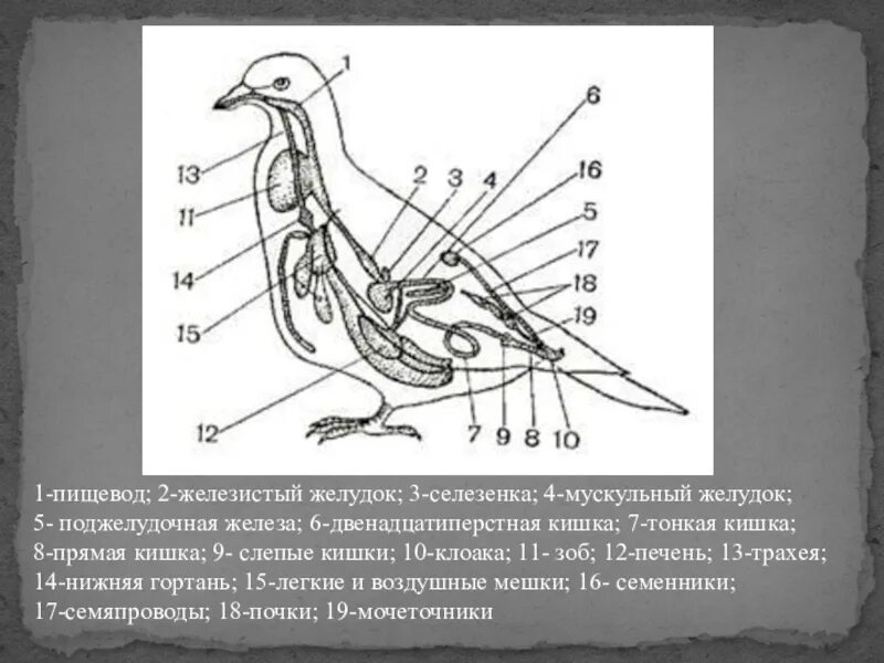 Железистый и мускульный желудок. Пищеварение птиц. Мускульный желудок у птиц. Внутреннее строение голубя. Что находится в мускульном желудке птицы