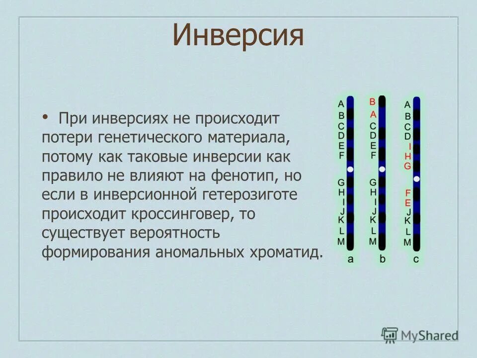 Хромосомная мутация изменение структуры хромосомы. Хромосомы строение и функции таблица. виды хромосомных инверсий. инверсия хромосом примеры. инверсионные мутации.