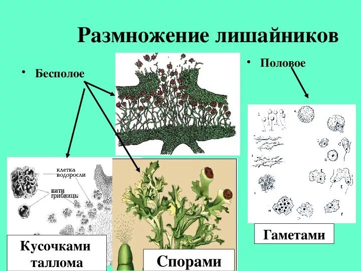 Биология класс 6 размножение лишайников\. Размножение лишайников 5 класс биология. Лишайники строение размножение. Размножение накипных лишайников.